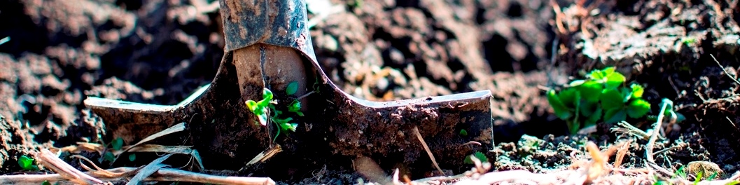 Planting Ideas