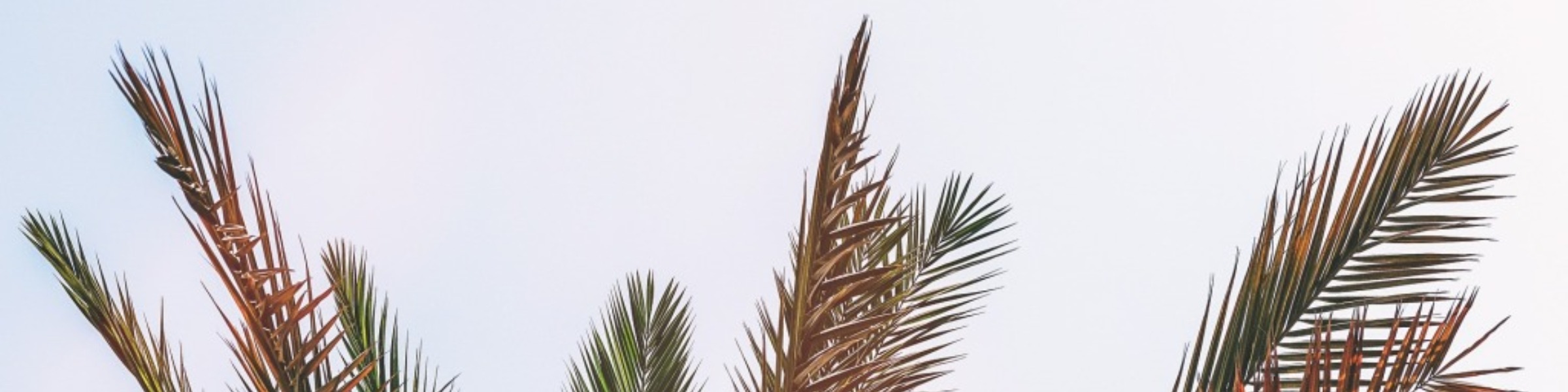 Survival Guide for Summer