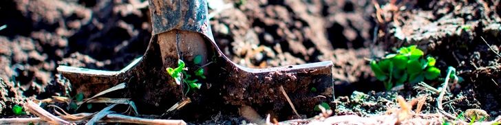 Planting Ideas