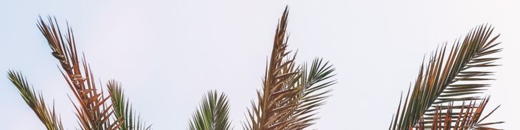 Survival Guide for Summer