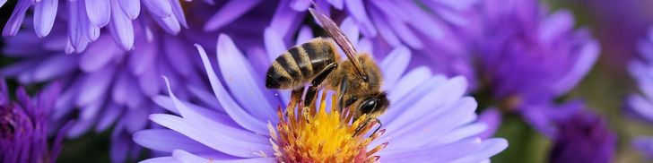 Oh, HONEY! Let’s talk about the Birds and the Bees!