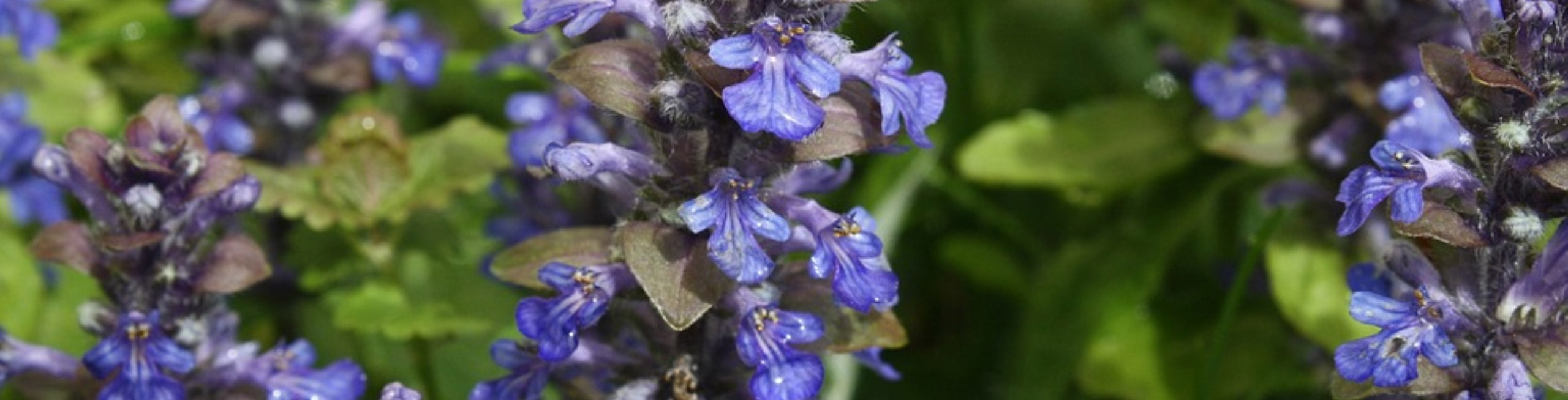 Ajuga-reptans-Burgundy-glow