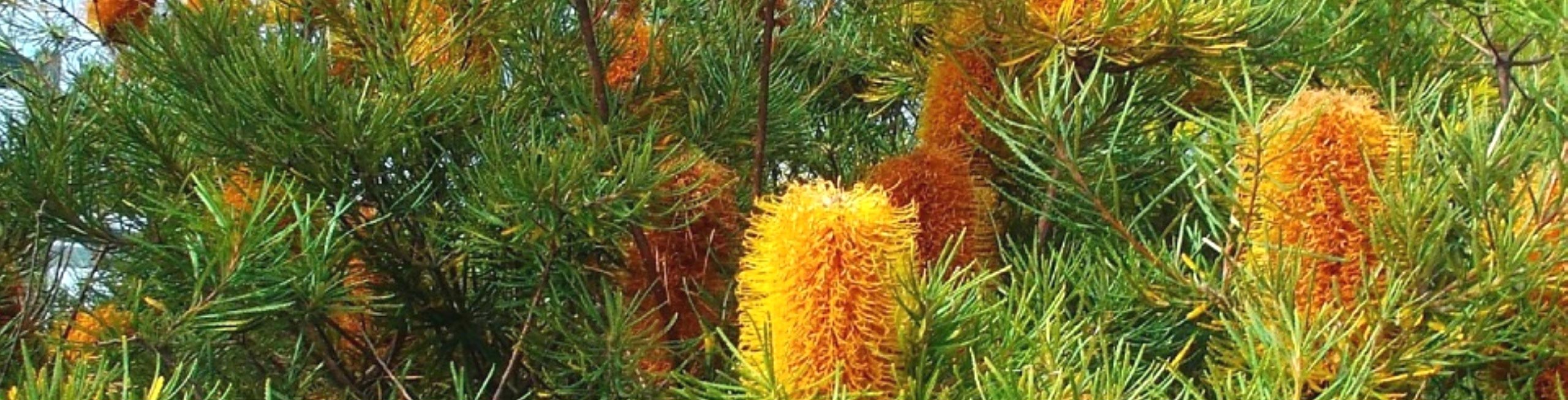 Banksia