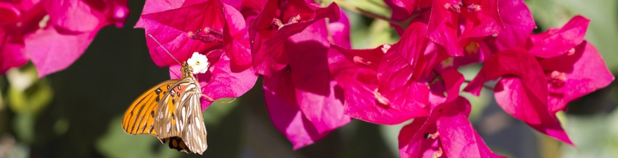 to Divine Plants Online Shop