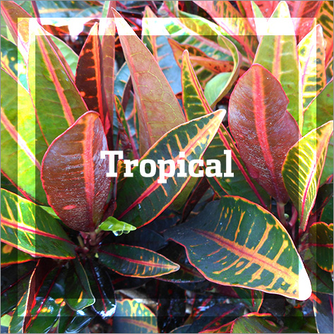 Tropical