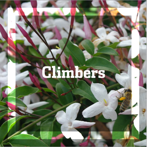 Climbers