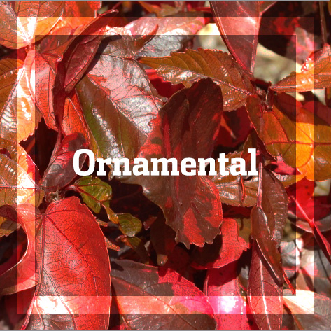 Ornamental