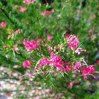 Grevillea Canberra Gem