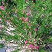 Grevillea Canberra Gem