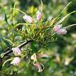 Grevillea Forest Rambler