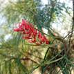 Grevillea Just Rosy