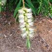 Callistemon viminalis Wilderness White