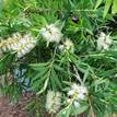 Callistemon viminalis Wilderness White