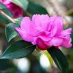 Camellia cv. Chansonette