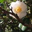 Camellia japonica Erin Farmer