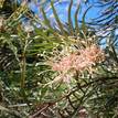 Grevillea Pink Surprise