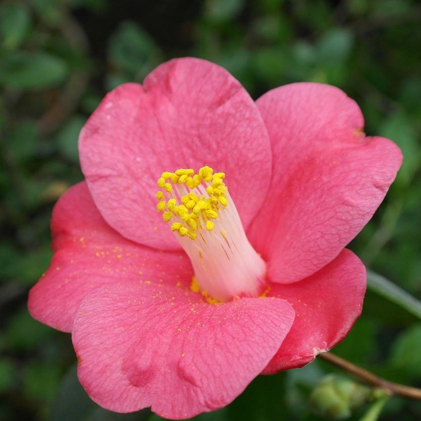 Camellia japonica Unryu