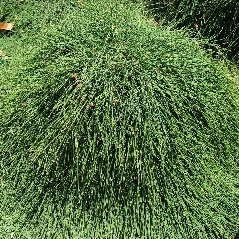 Casuarina glauca prostrate (50 mm tube)