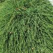 Casuarina glauca prostrate (50 mm tube)