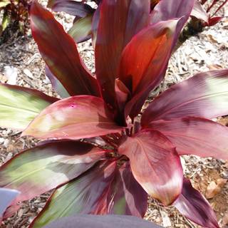 Cordyline fruticosa rubra