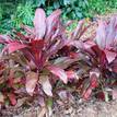 Cordyline fruticosa rubra