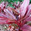 Cordyline fruticosa rubra