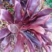 Cordyline rubra