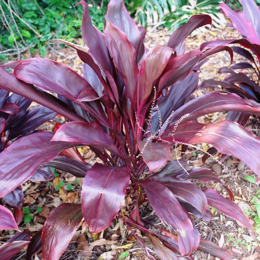 Cordyline rubra