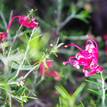 Grevillea Scarlet Sprite