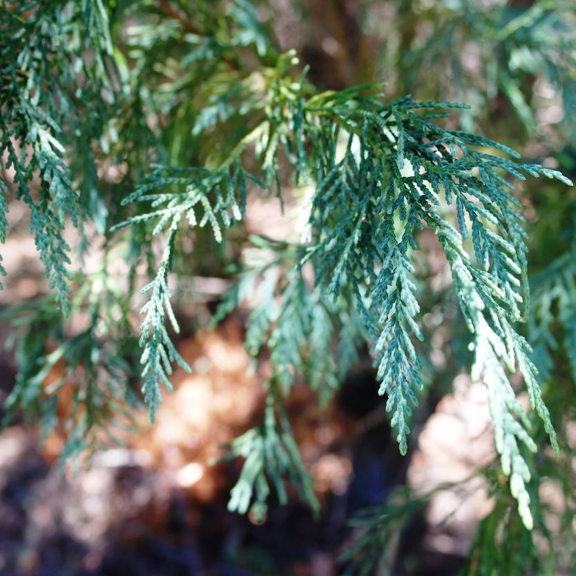 Cupressocyparis leylandii Naylor's Blue