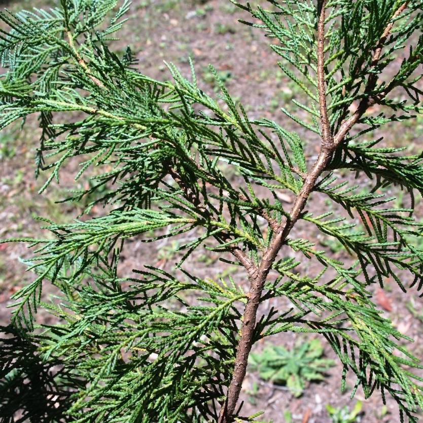 Cupressocyparis leylandii Naylor's Blue Divine Plants Online Shop