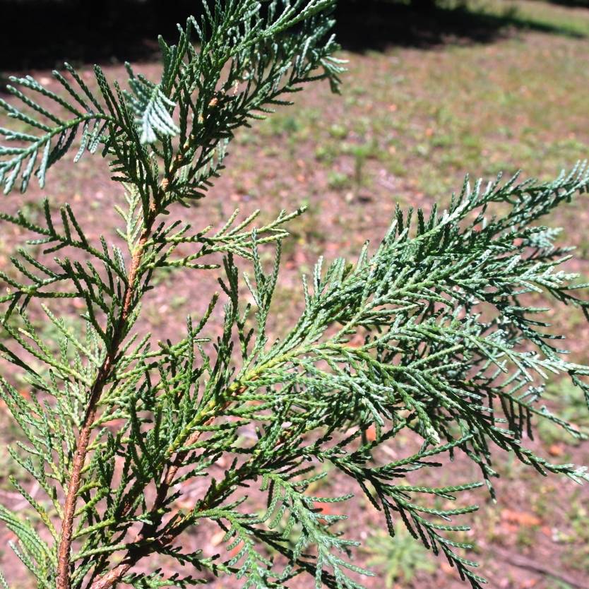 Cupressocyparis leylandii Naylor's Blue Divine Plants Online Shop