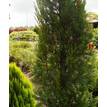 Cupressus sempervirens Nitschke's Needle