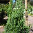 Cupressus sempervirens Nitschke's Needle