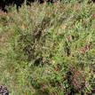 Grevillea Scarlet Sprite