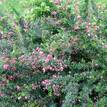 Grevillea lanigera 'Mt Tamboritha'