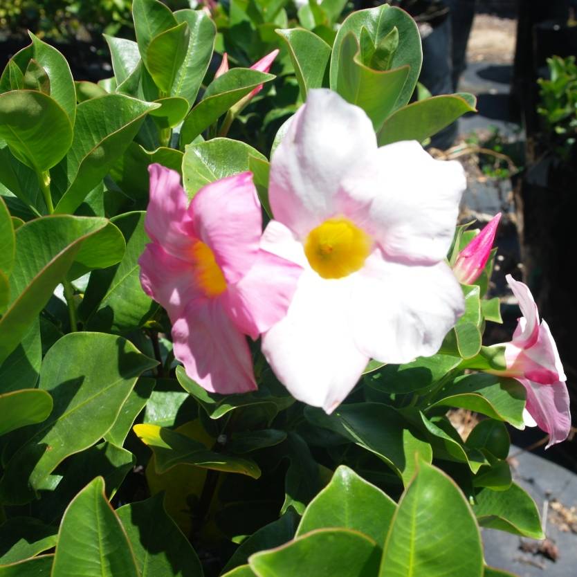 Dipladenia sanderi Rosea