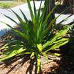 Doryanthes excelsa