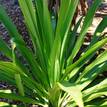 Doryanthes excelsa