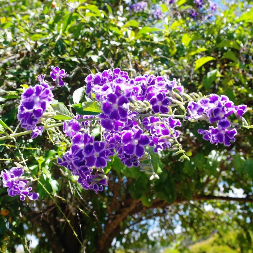 Duranta repens Geisha Girl