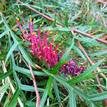 Grevillea Bronze Rambler