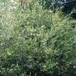 Grevillea Forest Rambler