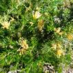 Grevillea juniperina Molonglo