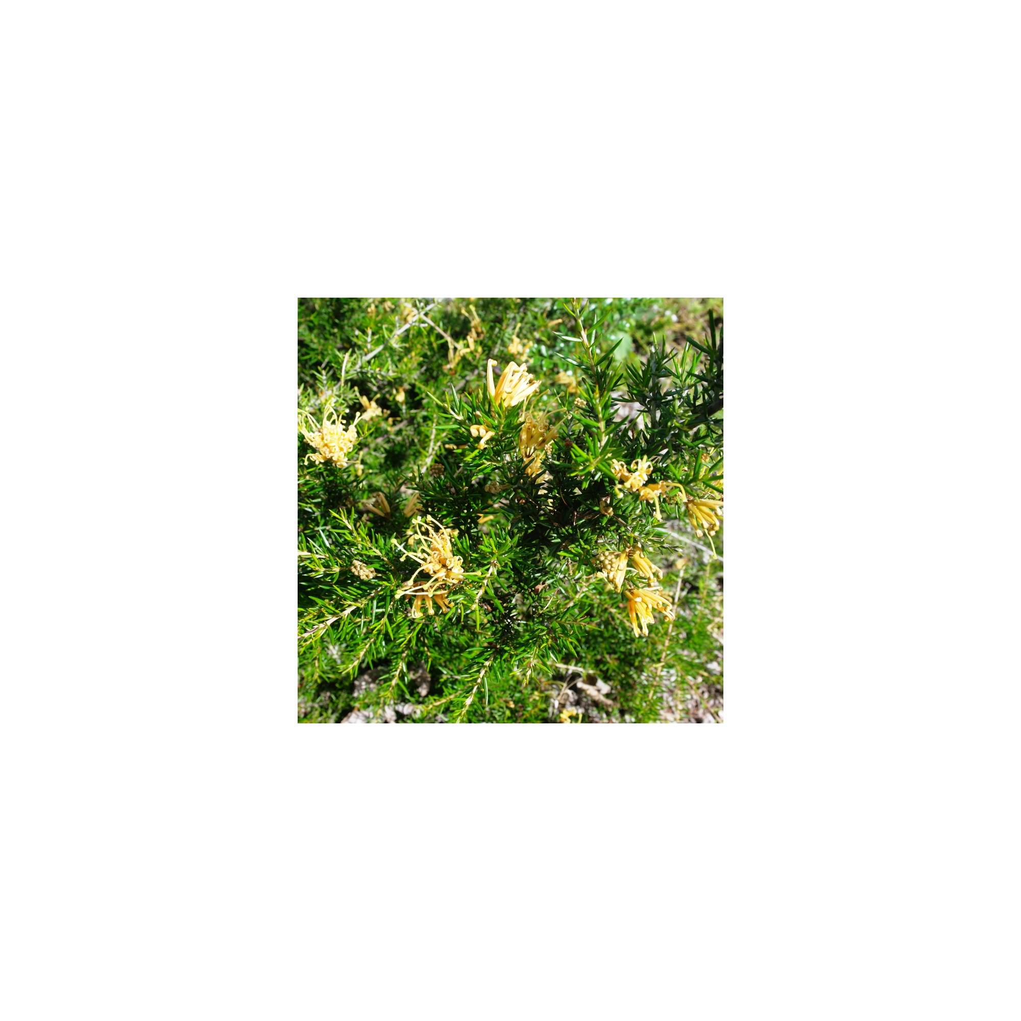 Grevillea juniperina Molonglo Divine Plants Online Shop