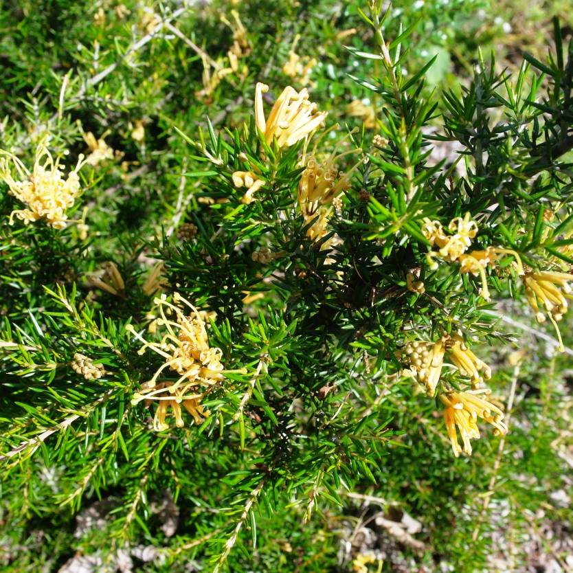 Grevillea juniperina Molonglo Divine Plants Online Shop
