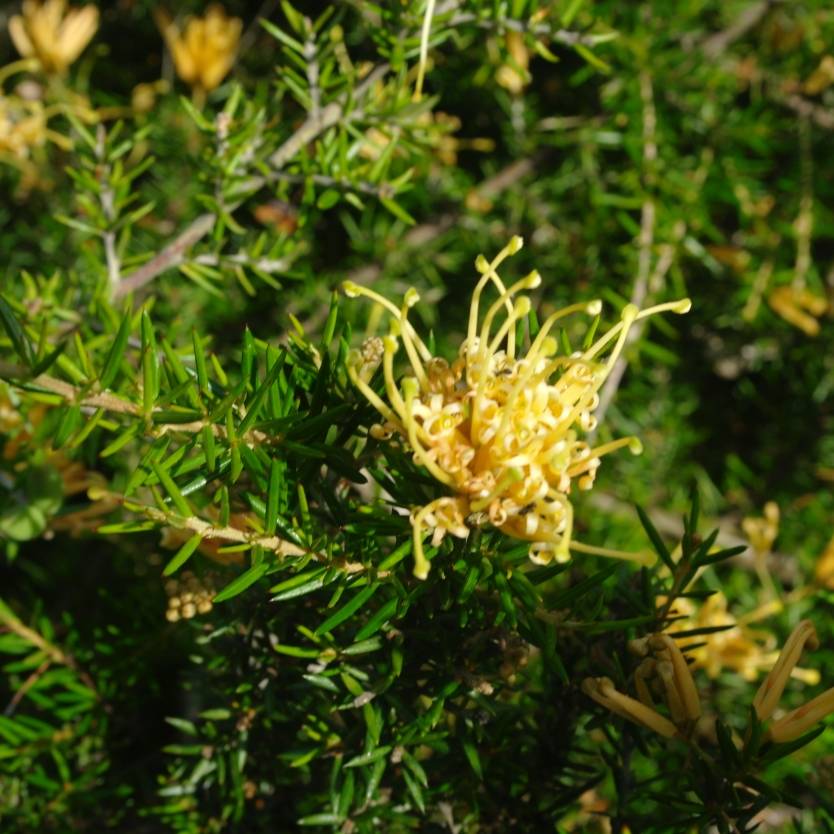 Grevillea juniperina Molonglo Divine Plants Online Shop