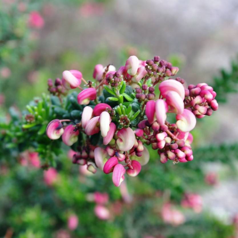 Grevillea lanigera 'Mt Tamboritha' Divine Plants Online Shop