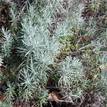 Helichrysum italicum (syn. angustifolium)