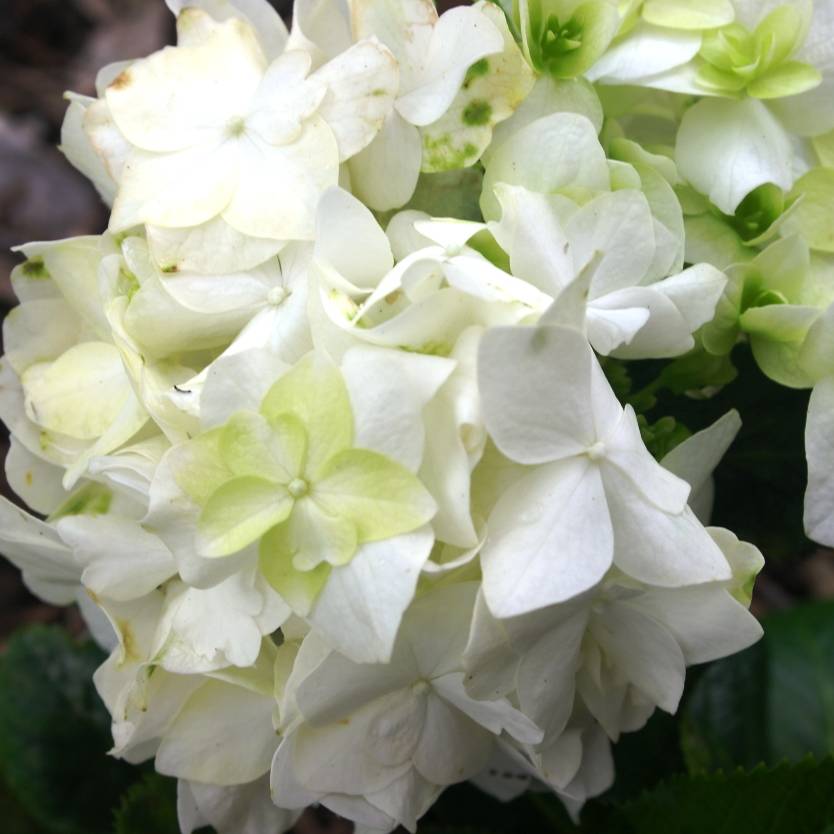 Hydrangea ssp. White Divine Plants Online Shop