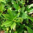 Hibbertia scandens